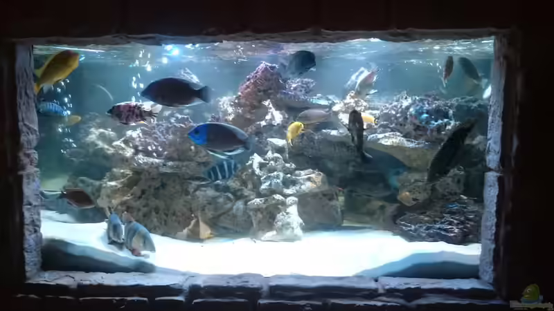 Hauptansicht Aquarium von Fischsuppe von Haxl (1)