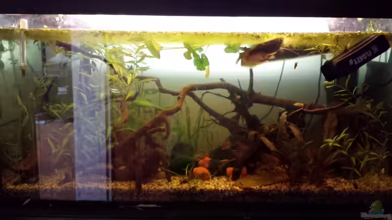 Hauptansicht Aquarium von FiveBelt von AustroTom