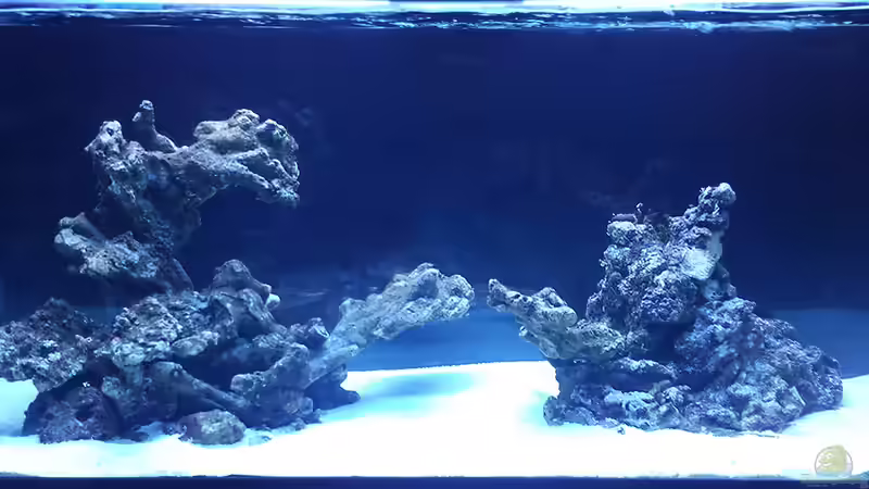 Hauptansicht Aquarium von Flev´s 1,1K MeWa Tank von Flevus (1)