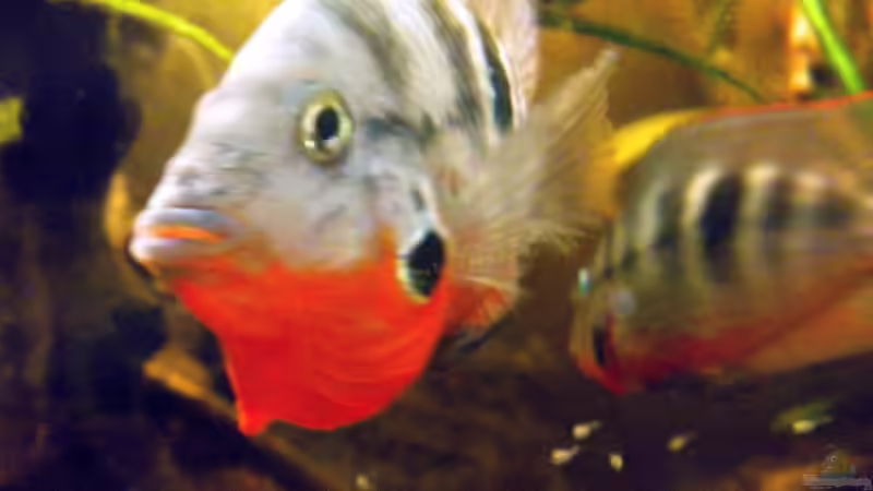 Hauptansicht Aquarium von Flusslauf  Nur noch als Bsp. von Benjamin Hamann (1)