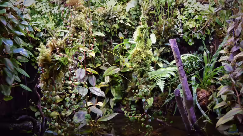 Hauptansicht Aquarium von Flussufer des Riacho dos Macacos von Junglist (1)