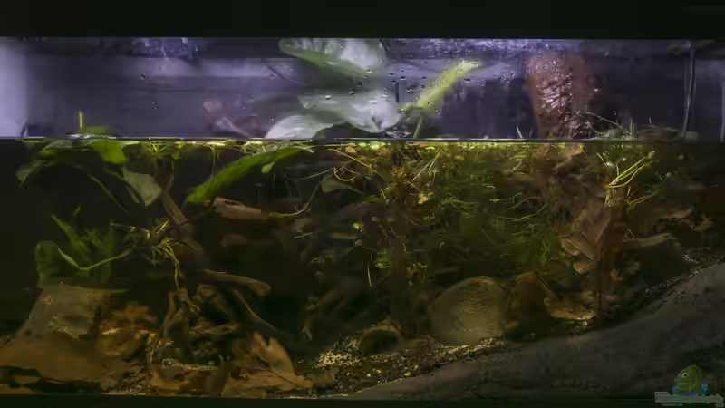 Hauptansicht Aquarium von Flussufer im Südostasien von Stanislav Kislyuk (1)