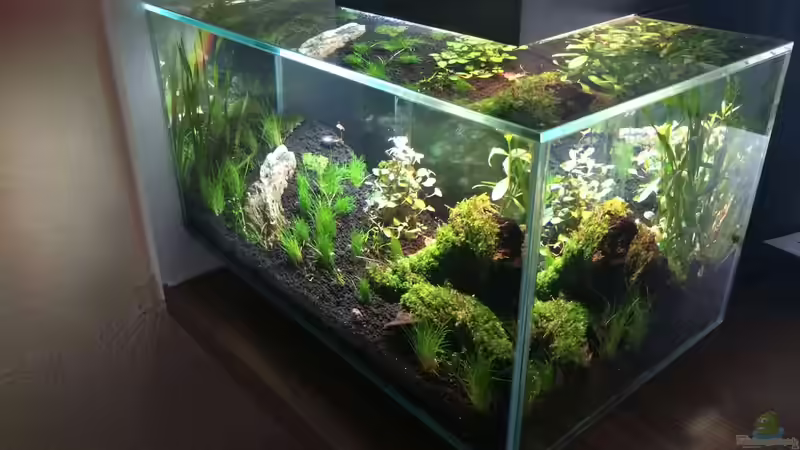 Hauptansicht Aquarium von Fluval Edge - A second live von hawaii (1)