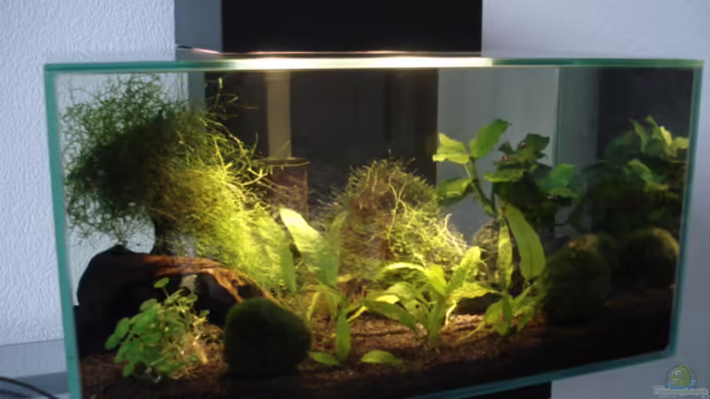 Hauptansicht Aquarium von Fluval Edge Black Bee von Lukas Szewczyk (1)