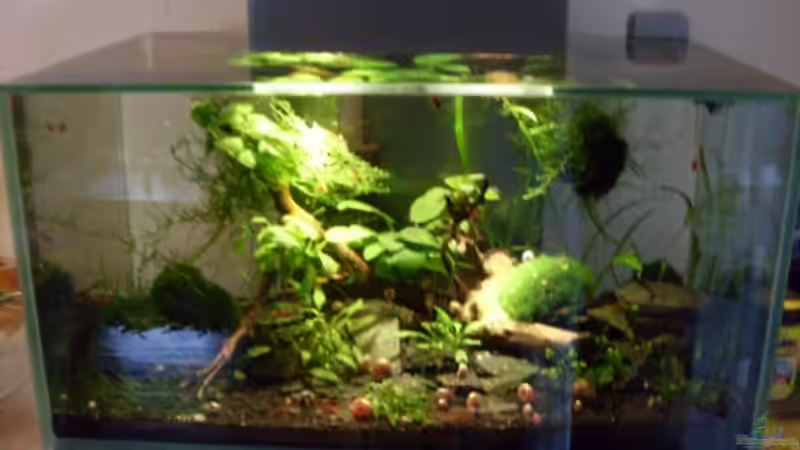 Hauptansicht Aquarium von Fluval Edge von steffen9 (1)