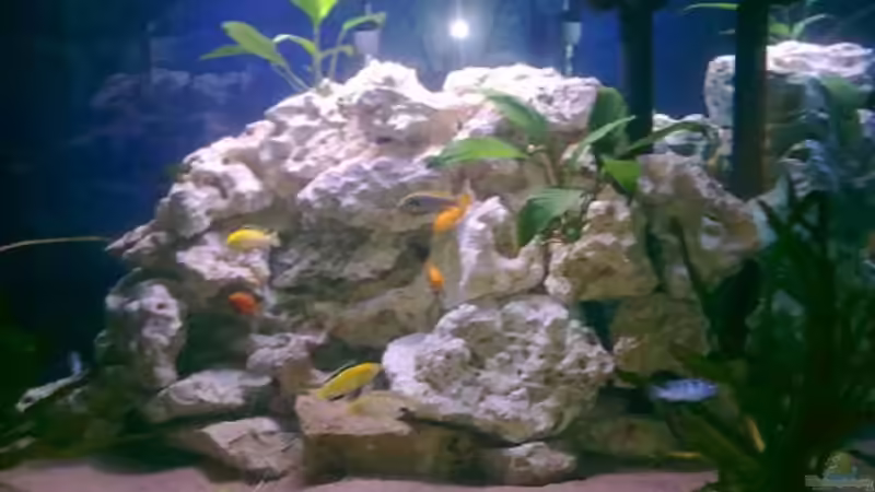 Hauptansicht Aquarium von Fluval Venezia Eckaquarium von Malawi0611 (1)