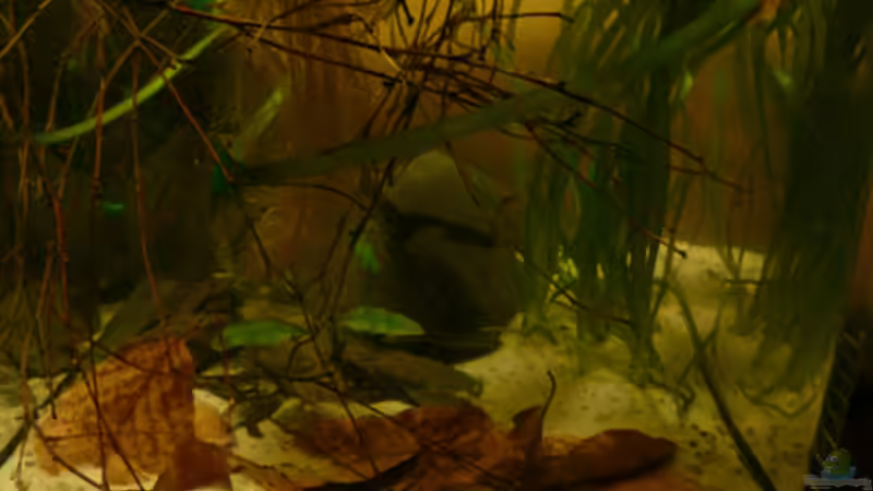 Hauptansicht Aquarium von Fotokasten von Cichlid Power (1)