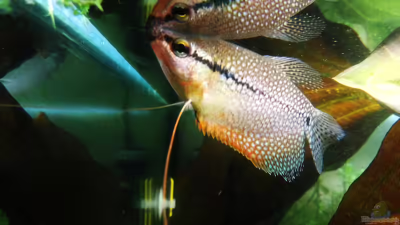 Hauptansicht Aquarium von Freedom of the Landscape von Jonas (Trancemania) (1)