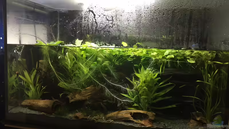 Hauptansicht Aquarium von Froschwelten von Danny (1)
