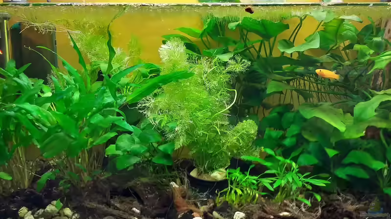 Hauptansicht Aquarium von GABUN - Regenwaldbach, Akanda National Park von Roland Saager (1)