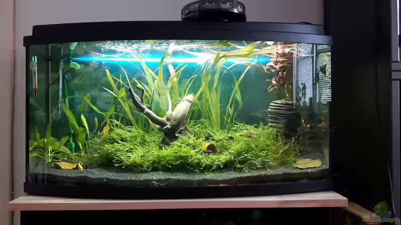 Hauptansicht Aquarium von Garnelen_Becken_Neu von Kaddi (1)