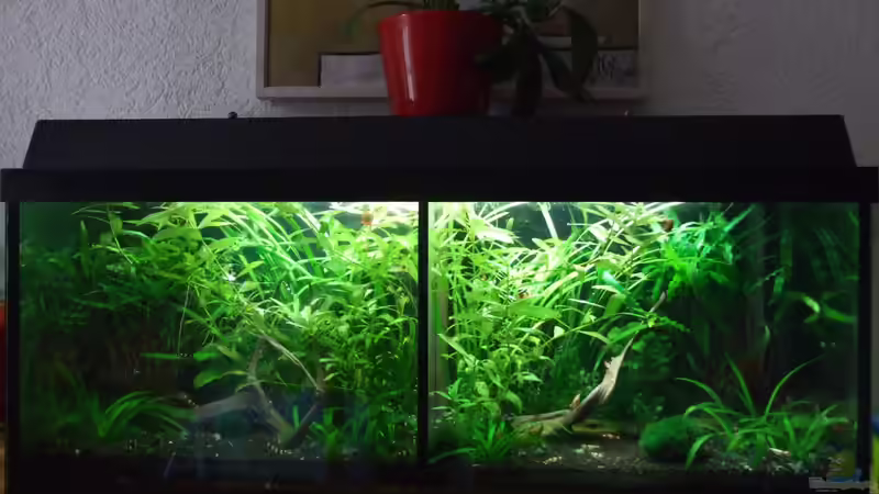 Hauptansicht Aquarium von Garnelen Doppelbecken von Wölfchen (1)