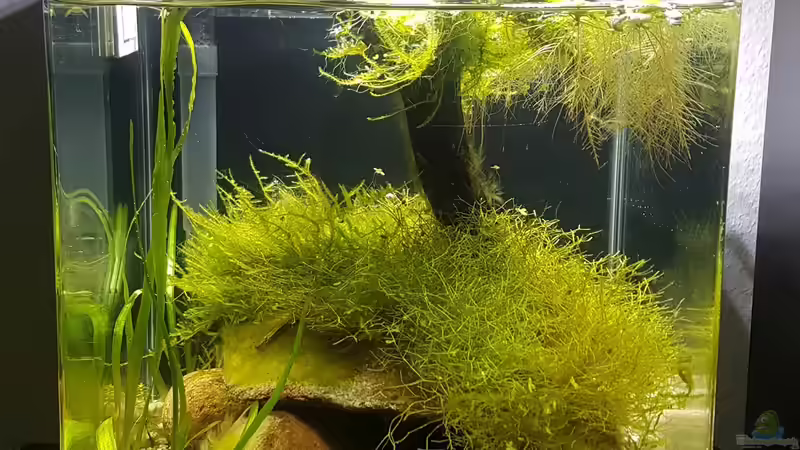 Hauptansicht Aquarium von Garnelen Felsen von JalaRoki (1)