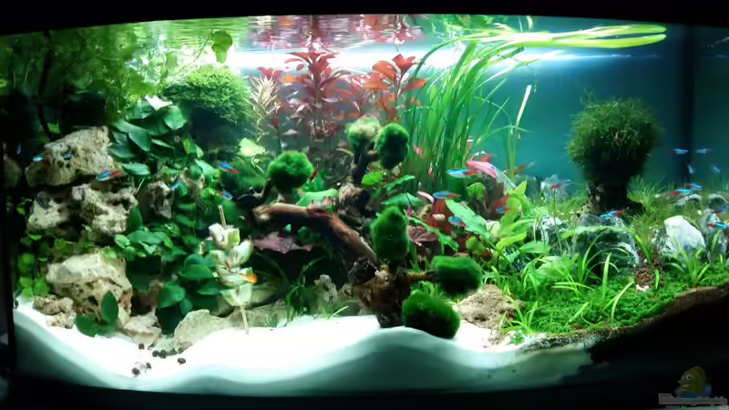 Hauptansicht Aquarium von Garnelen Heimat von Spawngrow (1)