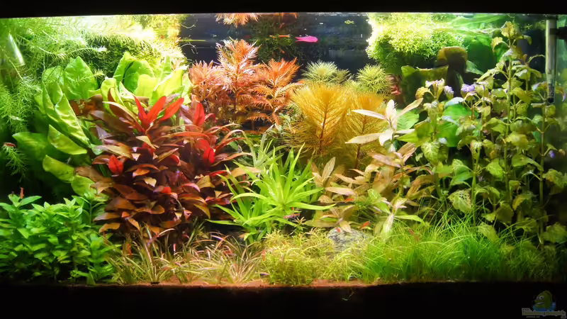 Hauptansicht Aquarium von Garnelen von Liquid (1)