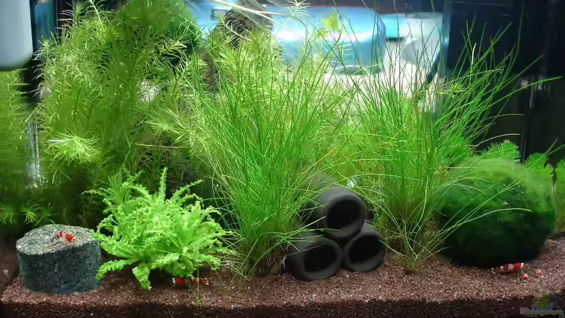 Hauptansicht Aquarium von Garnelenbecken von Timo10 (1)