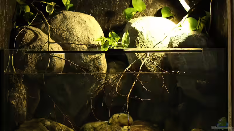 Hauptansicht Aquarium von Gebirgsbach Paludarium von Zigermandli (1)
