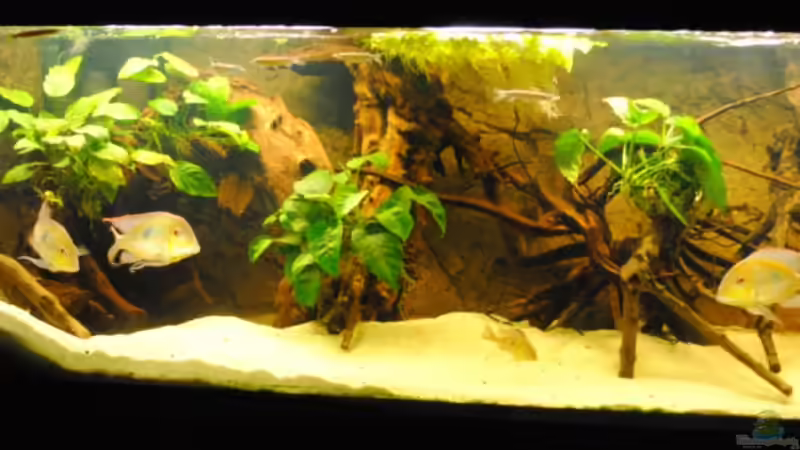 Hauptansicht Aquarium von Geophagus & Co von weyrobing (1)
