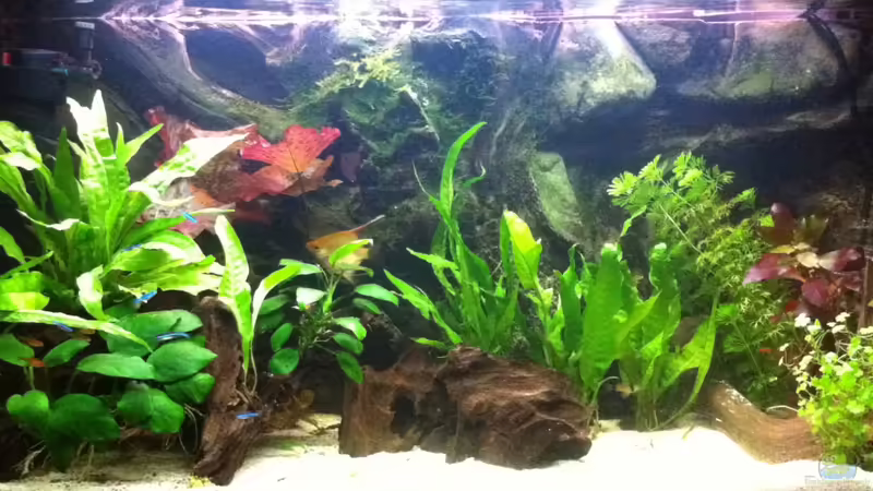 Hauptansicht Aquarium von Gesellschaftsbecken 116 Liter von Thomas Limberg (1)