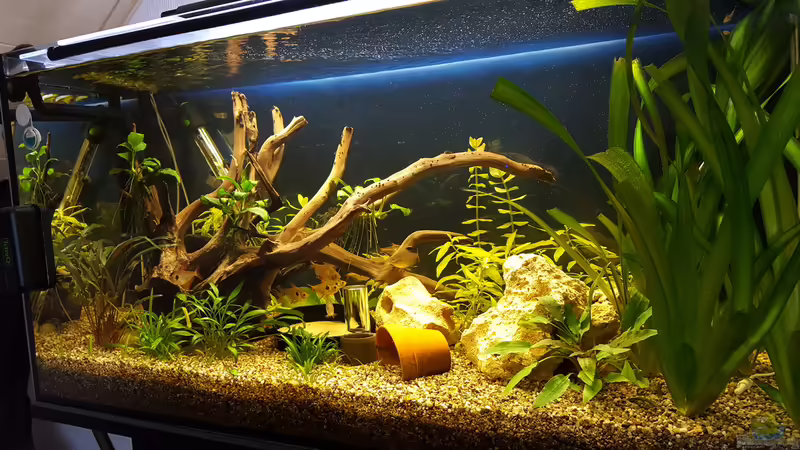 Hauptansicht Aquarium von Gesellschaftsbecken Andy1904 von Andy1904 (1)