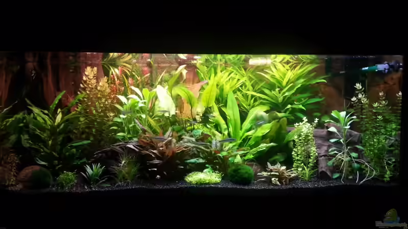 Hauptansicht Aquarium von Gesellschaftsbecken Skalar/Denisons von Markus93 (1)