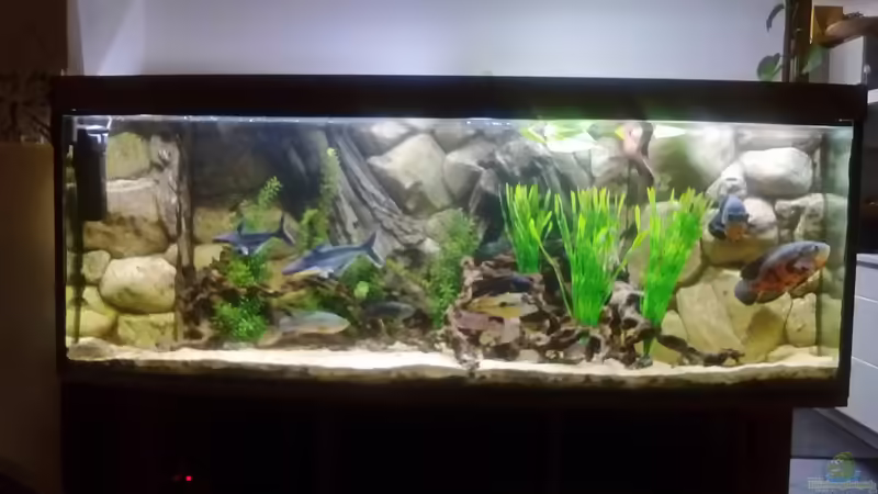 Hauptansicht Aquarium von Gesellschaftsbecken Süd-Mittelamerika von Christian Fries (1)