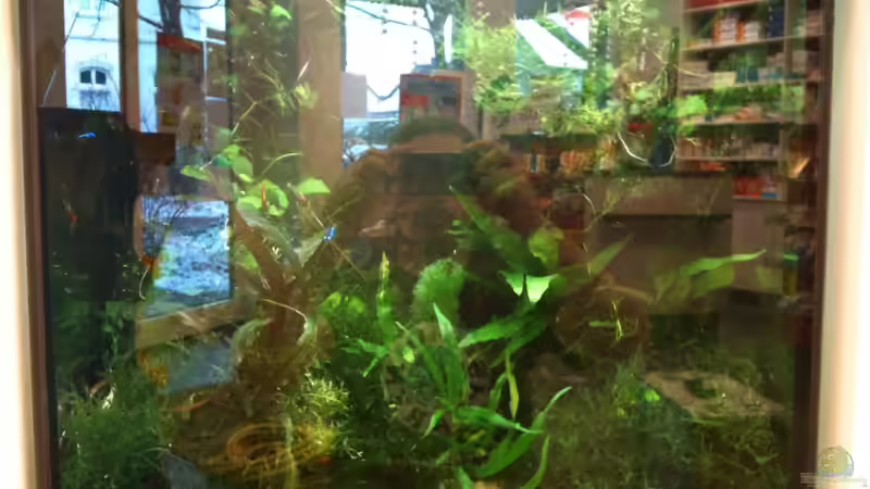 Hauptansicht Aquarium von Gesellschaftsbecken Viersen von Biosphaeren (1)