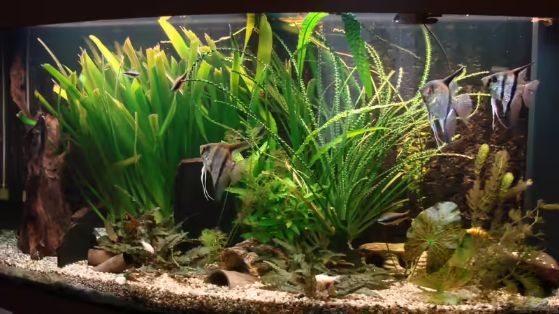 Hauptansicht Aquarium von Gesellschaftsbecken von christian (1)