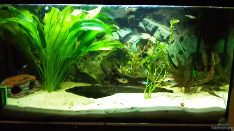 Hauptansicht Aquarium von Gesellschaftsbecken von firetux