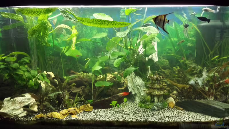 Hauptansicht Aquarium von Gesellschaftsbecken von mamo2000 (1)