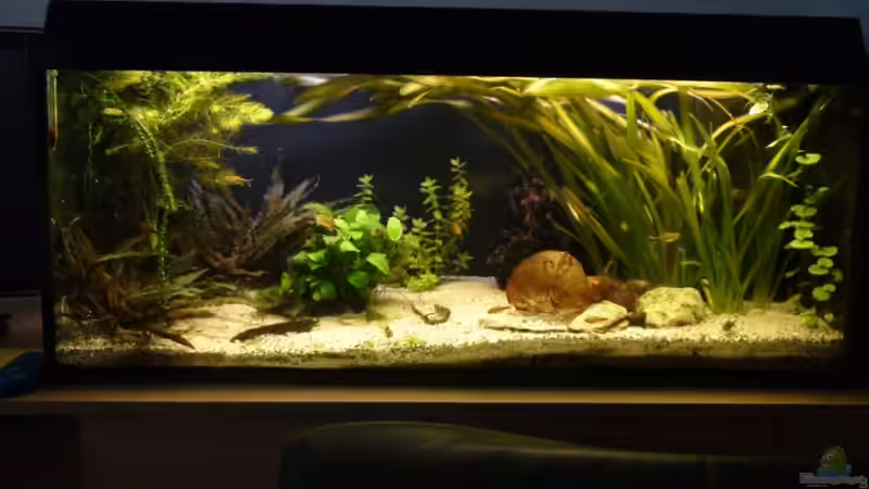 Hauptansicht Aquarium von Gesellschaftsbecken von xAquix (1)