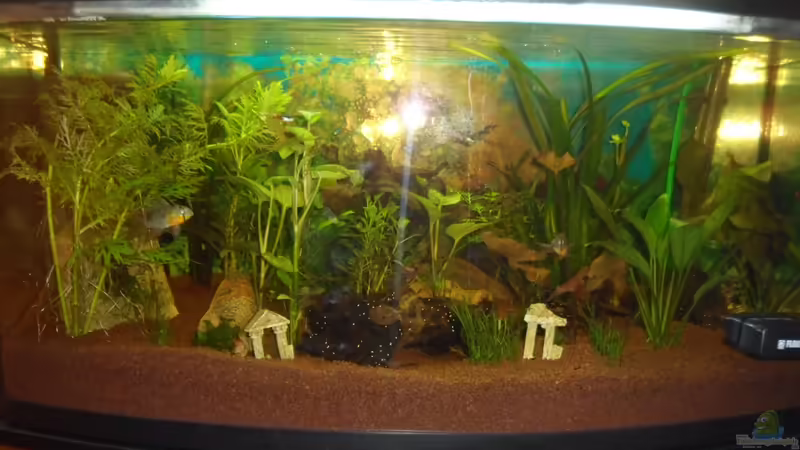 Hauptansicht Aquarium von Geselschaftsbecken  112 L von McCena (1)