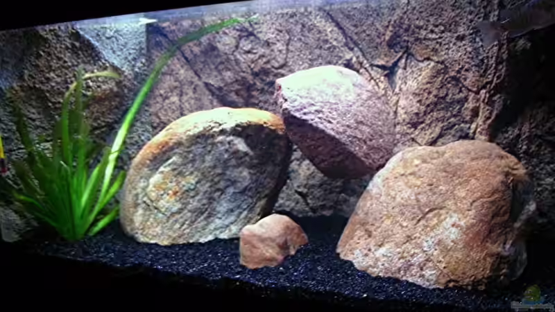 Hauptansicht Aquarium von Gladsheim von T H O R (1)