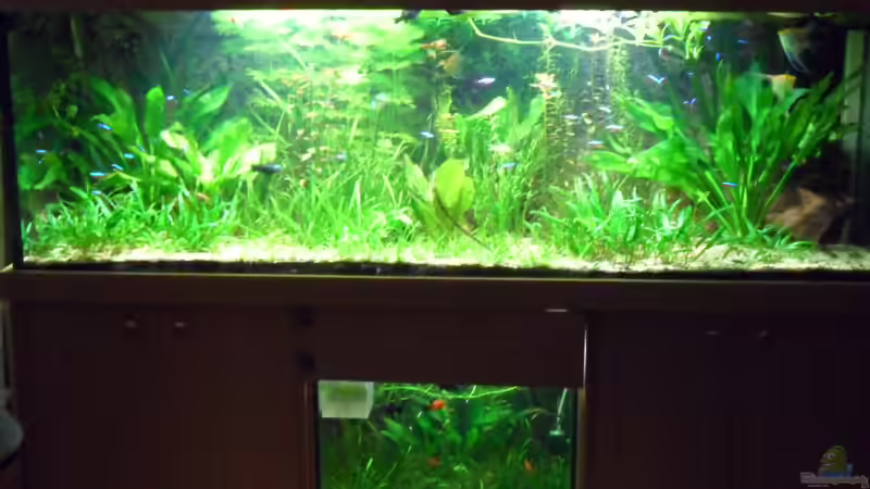 Hauptansicht Aquarium von Görlitzer Wasser von kleines becken (1)