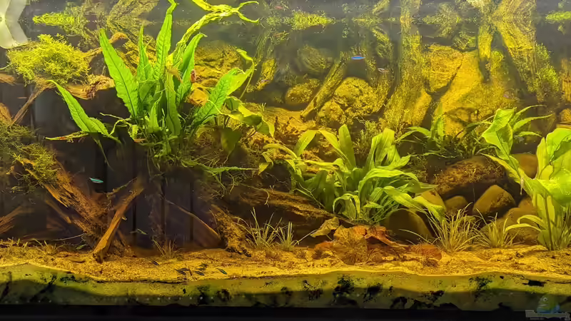 Hauptansicht Aquarium von Golden River von Jan S. (1)