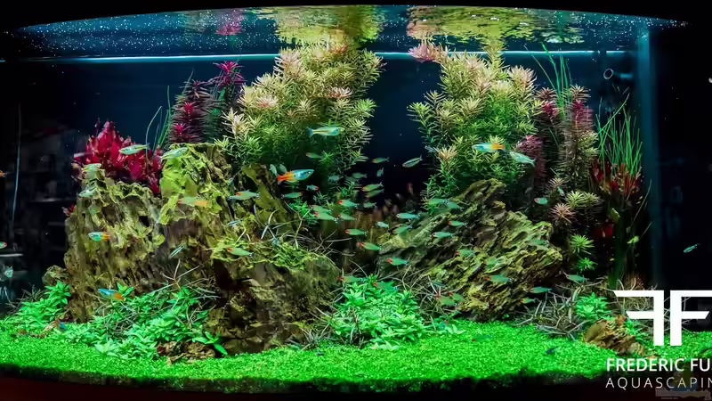 Hauptansicht Aquarium von Graffiti von Fredo Fuss (1)