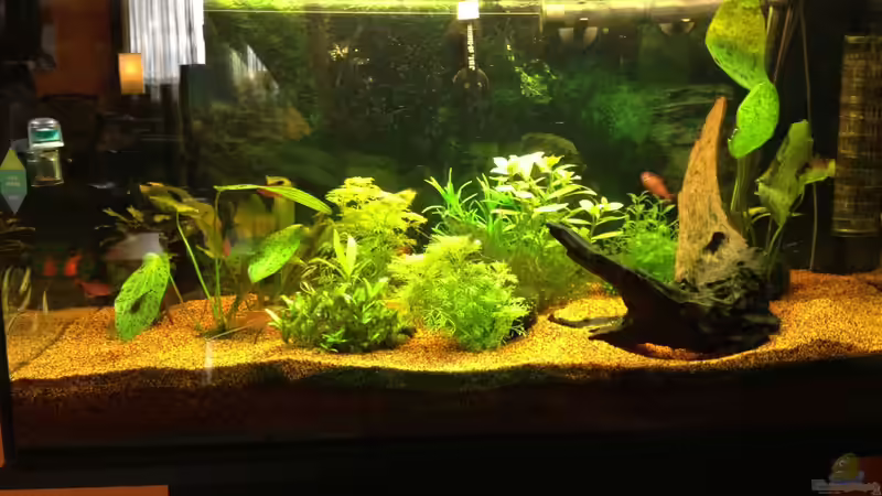 Hauptansicht Aquarium von GreenParadise=) von CaptainThilo (1)