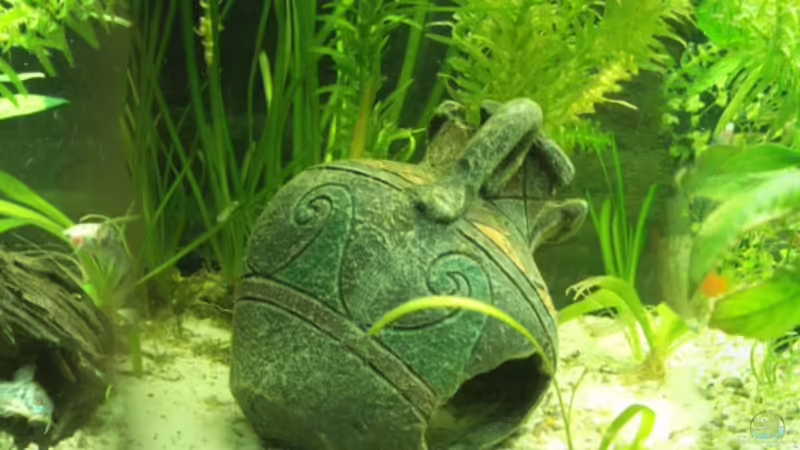 Hauptansicht Aquarium von GreenWorld von Maggie Blue (1)