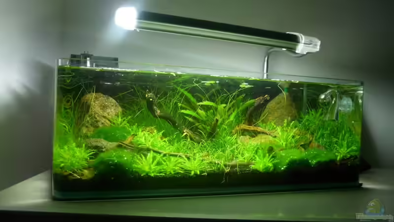 Hauptansicht Aquarium von Grüne Hügel von Chris_R. (1)