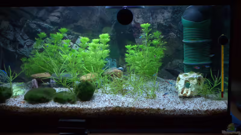 Hauptansicht Aquarium von Grüne Oase (deakt) von SteB-Studio (1)