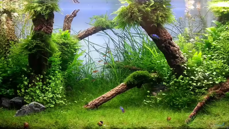Hauptansicht Aquarium von Grüne Wiese von Marcel Reiter (1)