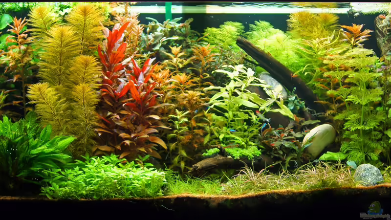 Hauptansicht Aquarium von Grüner Dschungel von Liquid (1)