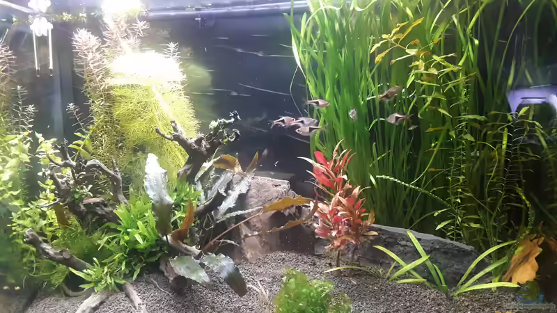 Hauptansicht Aquarium von Gundel und Gause's Zuhause von Glücksscherbe (1)