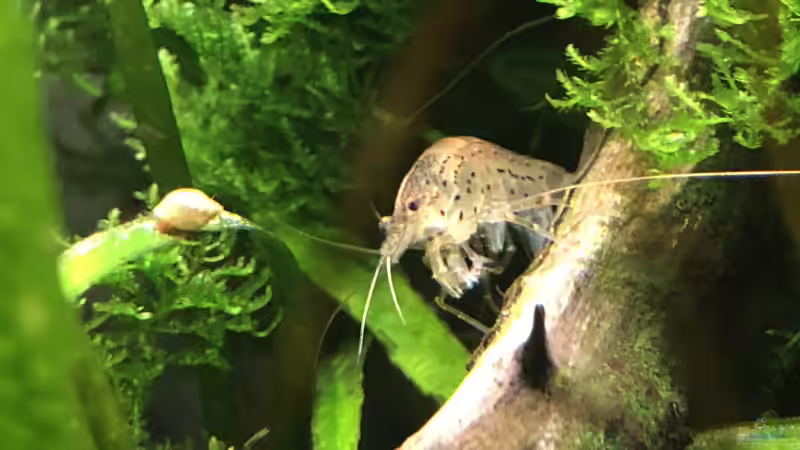 Hauptansicht Aquarium von Guppy - Zwischenstation von der Steirer (1)