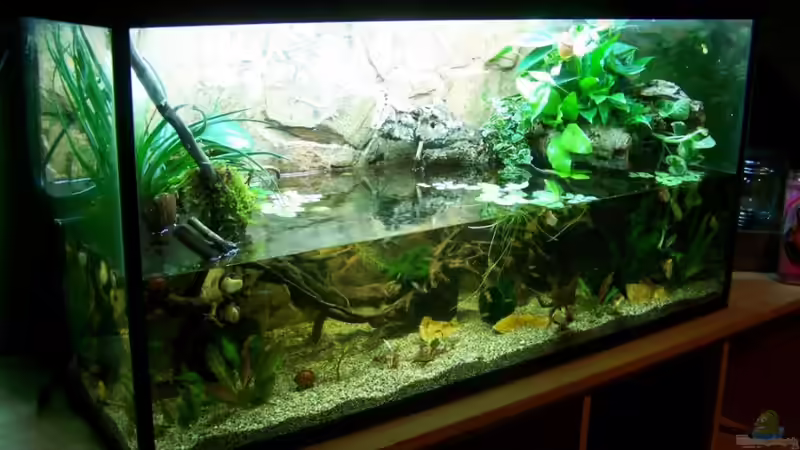 Hauptansicht Aquarium von Guppybach-Paludarium - einheimische Guppies von schnitzler (1)