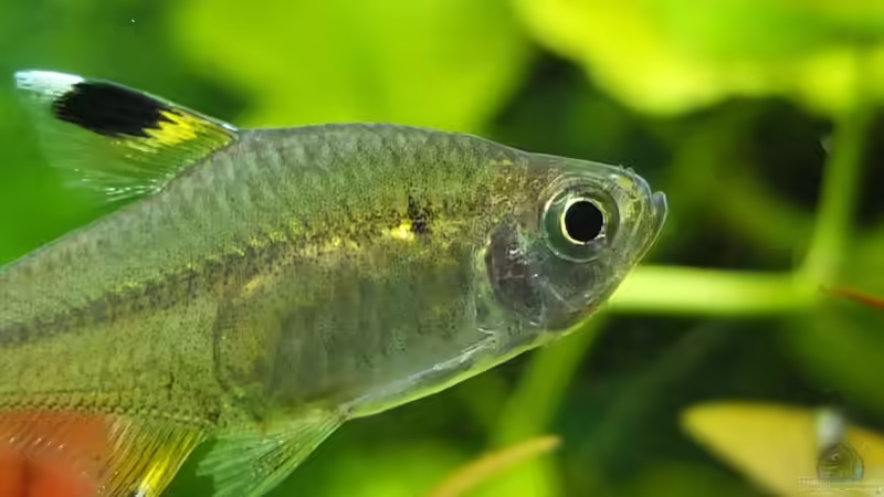 Hauptansicht Aquarium von Guppytraum (Nur noch als Beispiel) von axolotl (1)