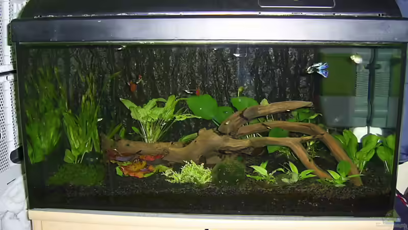 Hauptansicht Aquarium von Guppyzucht von ak1982 (1)