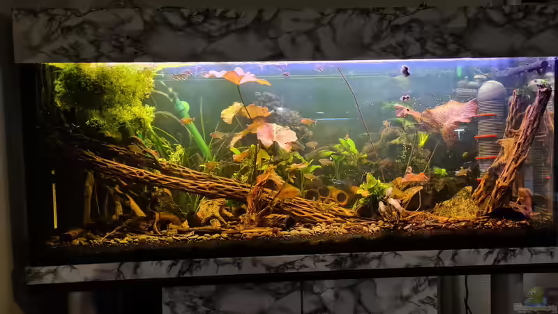 Hauptansicht Aquarium von Haster Bergsee von Ralleplus FARA (1)