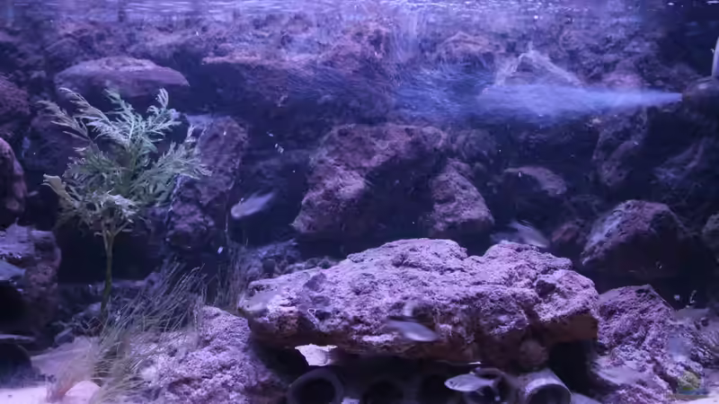 Hauptansicht Aquarium von Hypancistrus Heaven von maxheadroom (1)