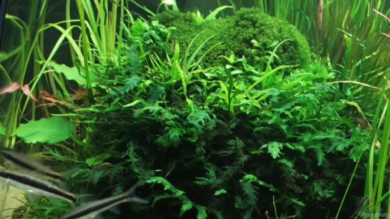 Hauptansicht Aquarium von Hypercube von DPGCidol (1)